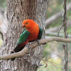 Alisterus scapularis at Greenleigh, NSW - 9 Jan 2016 04:27 PM