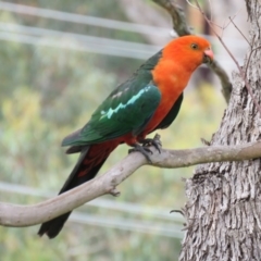 Alisterus scapularis at Greenleigh, NSW - 9 Jan 2016 04:27 PM