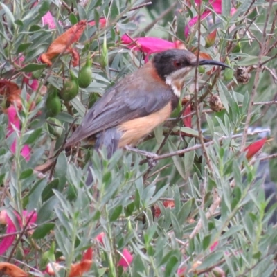 Acanthorhynchus tenuirostris (Eastern Spinebill) at QPRC LGA - 11 Jan 2016 by CCPK