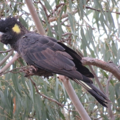 Zanda funerea (Yellow-tailed Black-Cockatoo) at QPRC LGA - 15 Jan 2016 by CCPK