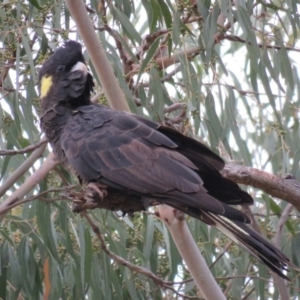 Zanda funerea at Greenleigh, NSW - 15 Jan 2016 06:59 PM