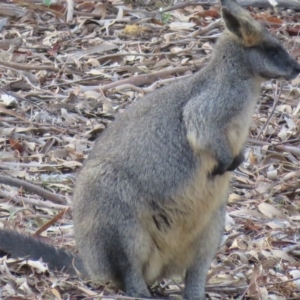 Wallabia bicolor at Greenleigh, NSW - 3 Jun 2016