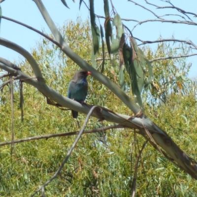 Eurystomus orientalis (Dollarbird) at Greenleigh, NSW - 2 Dec 2016 by CCPK