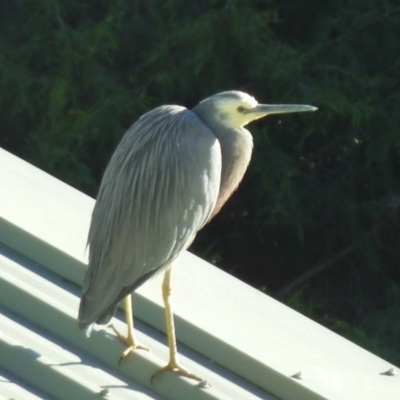 Egretta novaehollandiae (White-faced Heron) at QPRC LGA - 13 Apr 2014 by CCPK