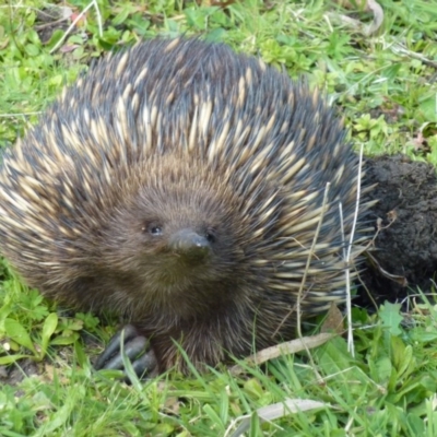 Tachyglossus aculeatus (Short-beaked Echidna) at QPRC LGA - 16 Sep 2014 by CCPK