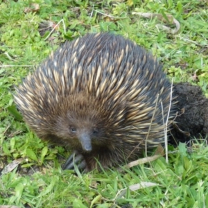 Tachyglossus aculeatus at Greenleigh, NSW - 16 Sep 2014