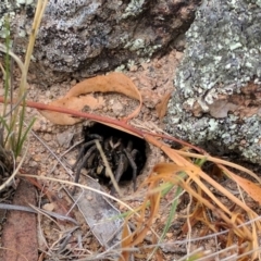 Tasmanicosa sp. (genus) (Unidentified Tasmanicosa wolf spider) at McQuoids Hill - 1 Jan 2017 by HelenCross