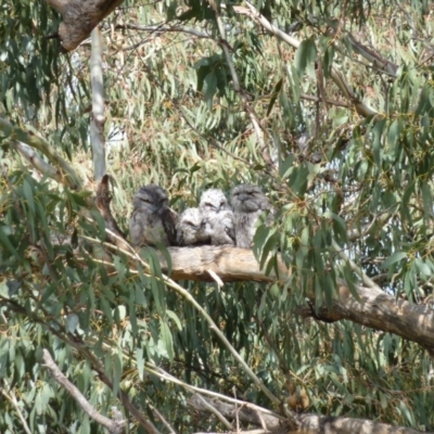 Podargus strigoides (Tawny Frogmouth) at QPRC LGA - 9 Nov 2010 by CCPK