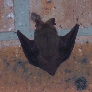 Nyctophilus geoffroyi at Greenleigh, NSW - 26 Jun 2007