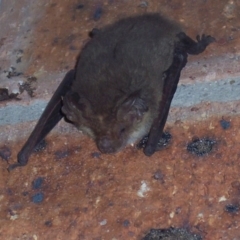 Nyctophilus geoffroyi at Greenleigh, NSW - 26 Jun 2007