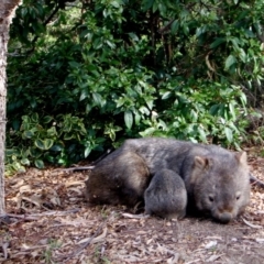 Vombatus ursinus (Common wombat, Bare-nosed Wombat) at QPRC LGA - 6 Sep 2008 by CCPK