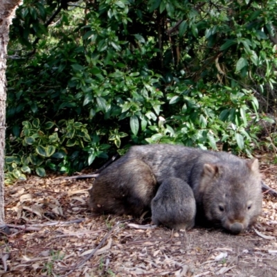 Vombatus ursinus (Common wombat, Bare-nosed Wombat) at QPRC LGA - 6 Sep 2008 by CCPK
