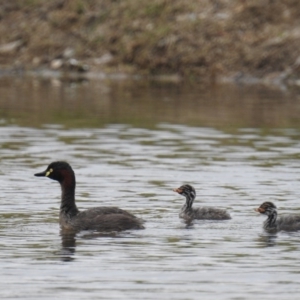 Tachybaptus novaehollandiae at Chapman, ACT - 25 Dec 2016