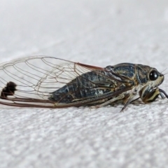 Galanga labeculata (Double-spotted cicada) at Waramanga, ACT - 1 Jan 2017 by HelenCross