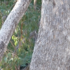 Cormobates leucophaea (White-throated Treecreeper) at Greenleigh, NSW - 12 Apr 2013 by CCPK