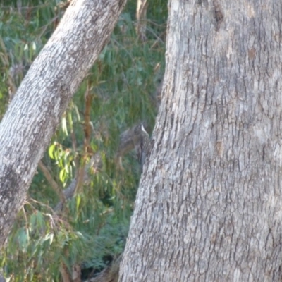 Cormobates leucophaea (White-throated Treecreeper) at QPRC LGA - 11 Apr 2013 by CCPK