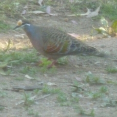 Phaps chalcoptera (Common Bronzewing) at QPRC LGA - 24 Nov 2016 by CCPK