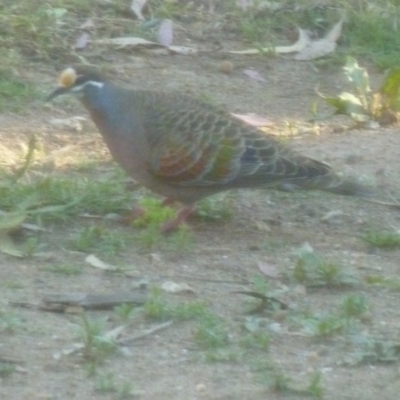 Phaps chalcoptera (Common Bronzewing) at Greenleigh, NSW - 24 Nov 2016 by CCPK