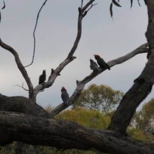 Callocephalon fimbriatum at Karabar, NSW - suppressed