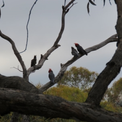 Callocephalon fimbriatum (Gang-gang Cockatoo) at Karabar, NSW - 11 Dec 2016 by CCPK