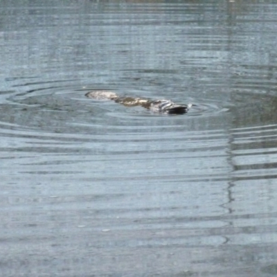 Ornithorhynchus anatinus (Platypus) at Karabar, NSW - 20 Dec 2016 by CCPK