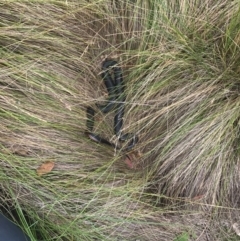 Pseudechis porphyriacus (Red-bellied Black Snake) at Paddys River, ACT - 1 Jan 2017 by AaronClausen