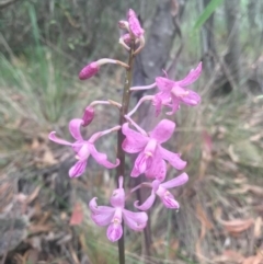 Dipodium roseum (Rosy Hyacinth Orchid) at Paddys River, ACT - 1 Jan 2017 by AaronClausen