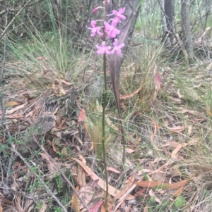 Dipodium roseum at Paddys River, ACT - suppressed