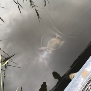 Chelodina longicollis at Paddys River, ACT - 1 Jan 2017