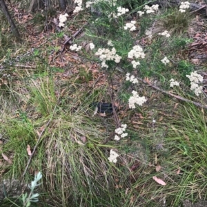 Pseudechis porphyriacus at Paddys River, ACT - 1 Jan 2017 03:52 PM