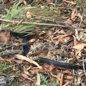 Pseudechis porphyriacus at Paddys River, ACT - 1 Jan 2017