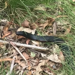 Pseudechis porphyriacus (Red-bellied Black Snake) at Paddys River, ACT - 1 Jan 2017 by AaronClausen