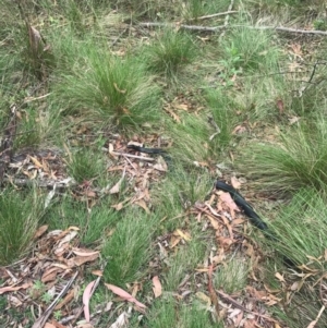 Pseudechis porphyriacus at Paddys River, ACT - 1 Jan 2017