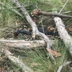 Pseudechis porphyriacus (Red-bellied Black Snake) at Tidbinbilla Nature Reserve - 1 Jan 2017 by AaronClausen