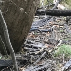 Pseudechis porphyriacus (Red-bellied Black Snake) at Paddys River, ACT - 1 Jan 2017 by AaronClausen