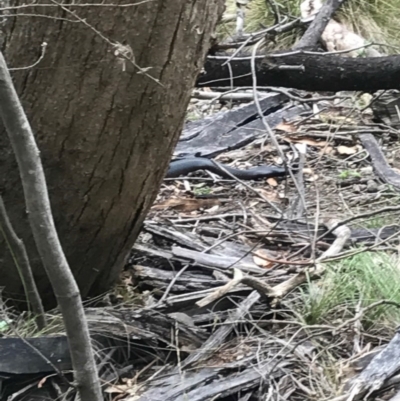 Pseudechis porphyriacus (Red-bellied Black Snake) at Paddys River, ACT - 1 Jan 2017 by AaronClausen