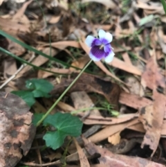 Viola hederacea (Ivy-leaved Violet) at Paddys River, ACT - 1 Jan 2017 by AaronClausen