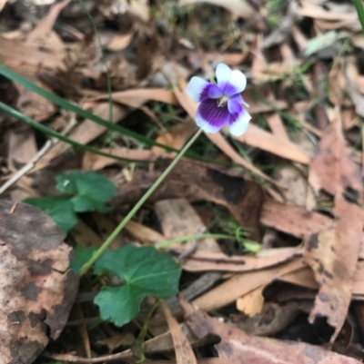 Viola hederacea (Ivy-leaved Violet) at Paddys River, ACT - 1 Jan 2017 by AaronClausen