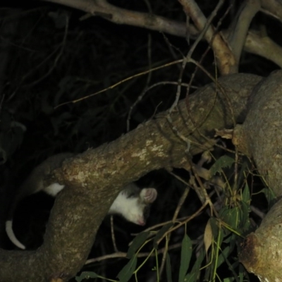 Pseudocheirus peregrinus (Common Ringtail Possum) at Greenleigh, NSW - 30 Nov 2015 by CCPK