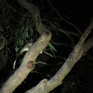 Pseudocheirus peregrinus at Greenleigh, NSW - 30 Nov 2015 09:34 PM