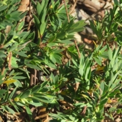 Styphelia triflora (Five-corners) at QPRC LGA - 4 Dec 2015 by CCPK