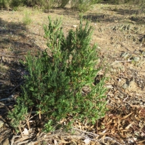 Styphelia triflora at Greenleigh, NSW - 4 Dec 2015