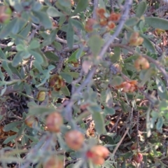 Hibbertia obtusifolia (Grey Guinea-flower) at QPRC LGA - 4 Dec 2015 by CCPK