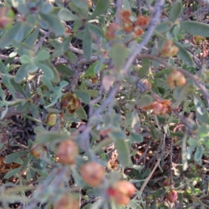 Hibbertia obtusifolia at Greenleigh, NSW - 4 Dec 2015 06:02 PM