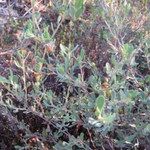 Hibbertia obtusifolia at Greenleigh, NSW - 4 Dec 2015