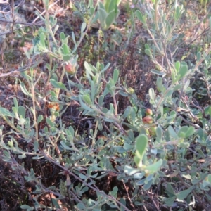 Hibbertia obtusifolia at Greenleigh, NSW - 4 Dec 2015 06:02 PM