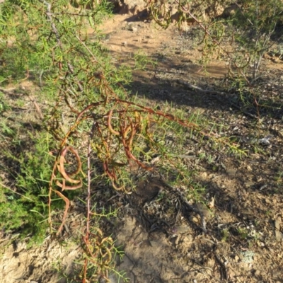 Acacia genistifolia (Early Wattle) at QPRC LGA - 4 Dec 2015 by CCPK
