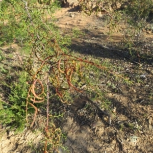 Acacia genistifolia at Greenleigh, NSW - 4 Dec 2015