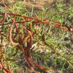 Acacia genistifolia at Greenleigh, NSW - 4 Dec 2015