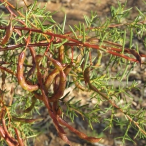 Acacia genistifolia at Greenleigh, NSW - 4 Dec 2015